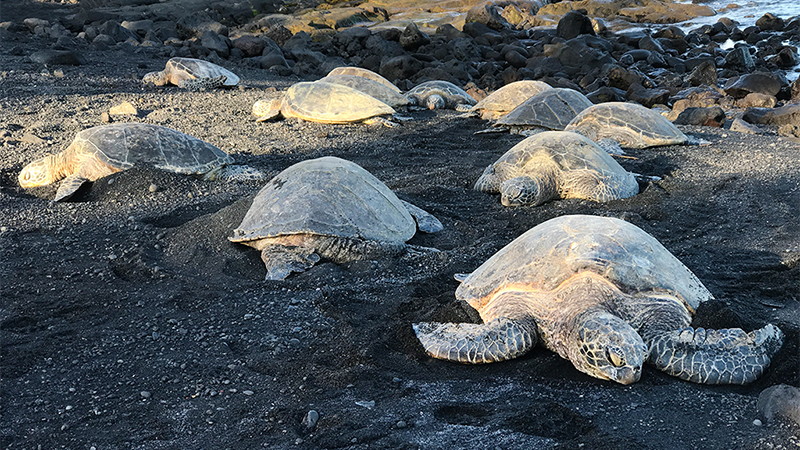 04  Kona – Big Island, Hawaii